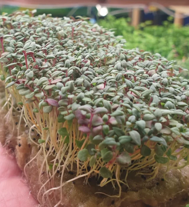 Микрозелень тимьяна XXL